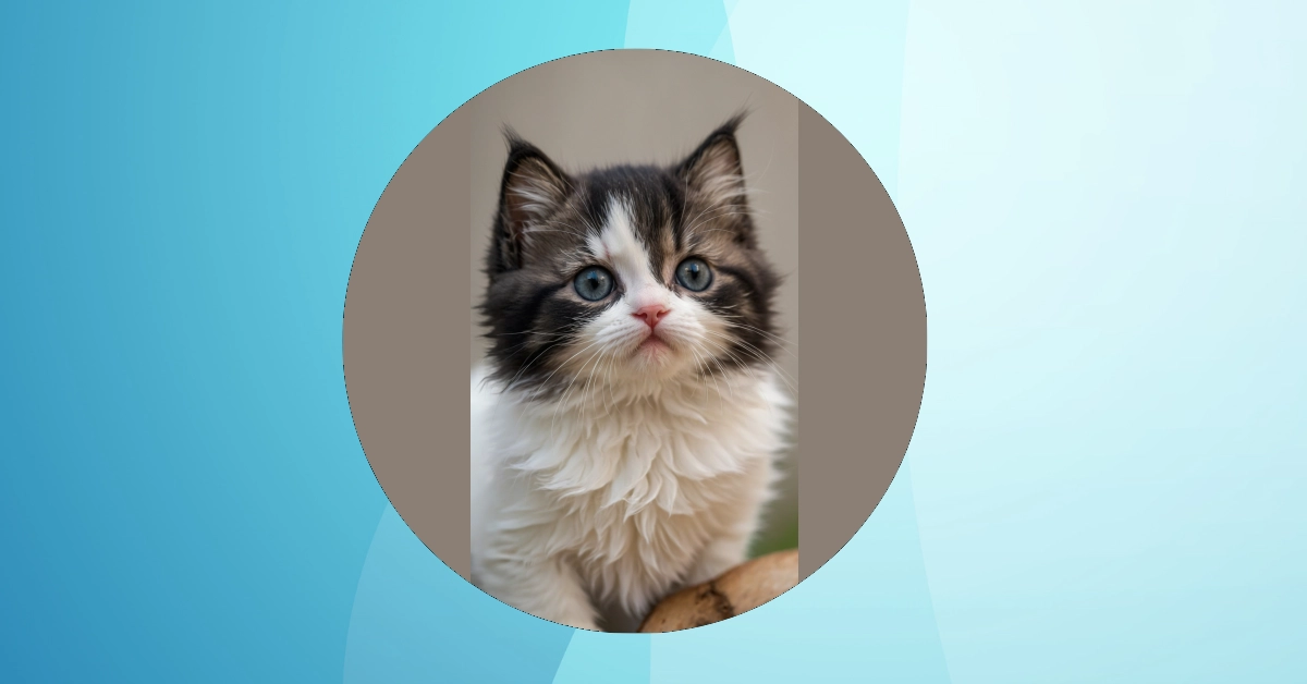 Adorable Kitten Wallpaper Ideas for Every Aesthetic Lovers